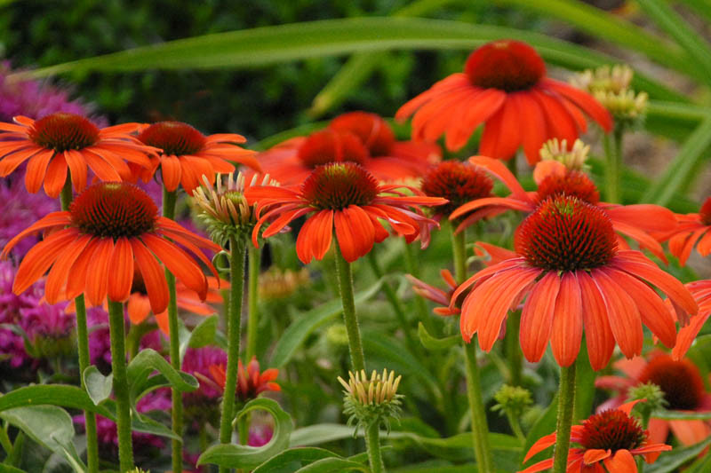 Echinacea 'Julia' (Coneflower)