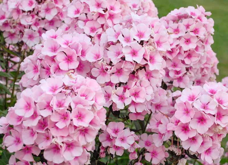 Phlox Paniculata Bright Eyes Garden Phlox