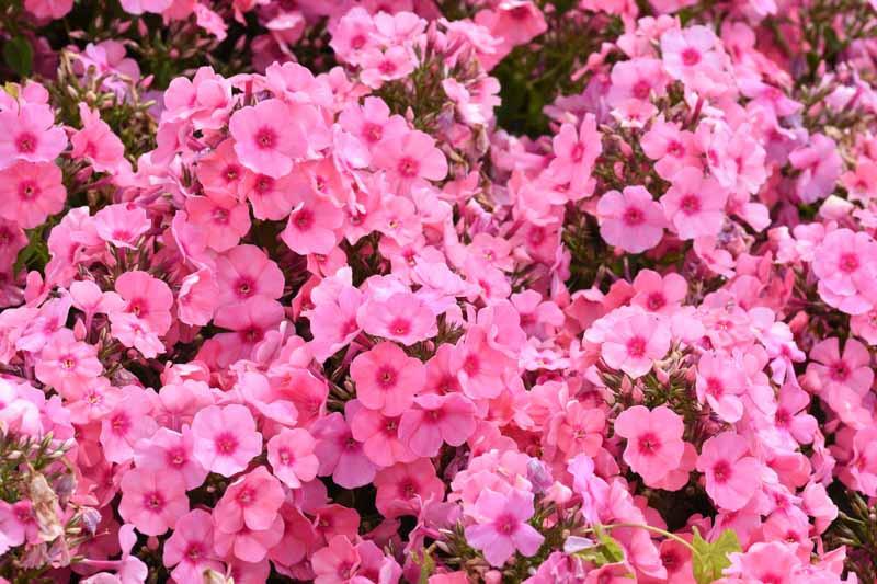 Alta fiamme Fiore Flamingo-Phlox paniculata