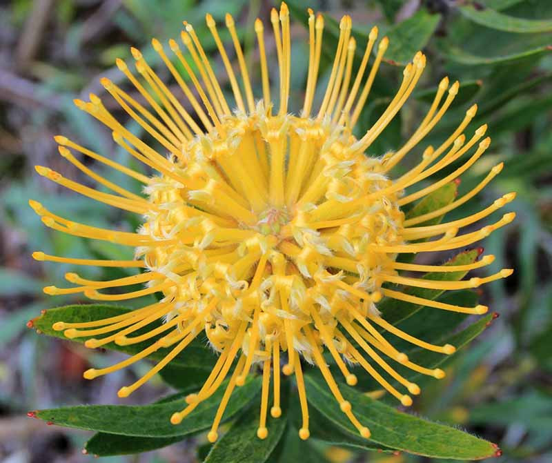 Leucospermum cordifolium 'Yellow Bird' (Nodding Pincushion)