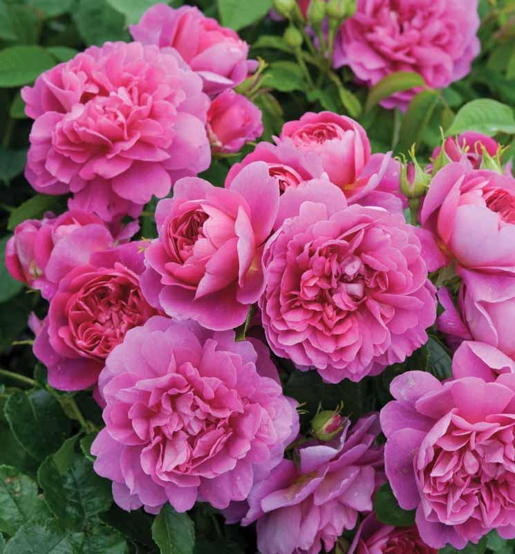 rose princess perfume