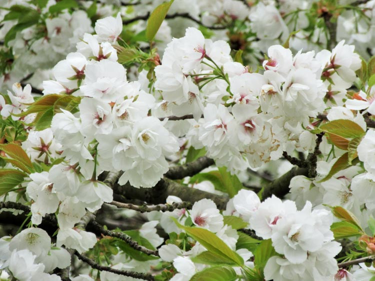 Prunus 'Shirotae' (Japanese Flowering Cherry)