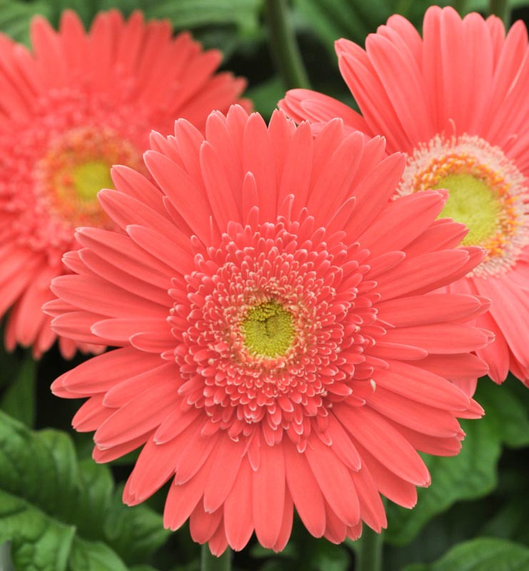 Gerbera jamesonii Mega Revolution™ Salmon Rose (Gerbera Daisy)