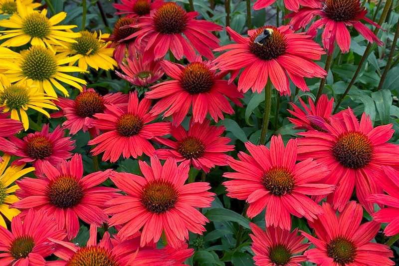 Echinacea Kismet Red (Coneflower)