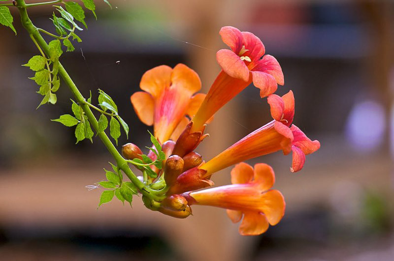 Campsis radicans (Trumpet Vine)