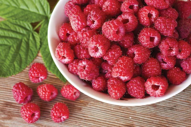 Rubus idaeus 'Heritage' (Everbearing Raspberry)