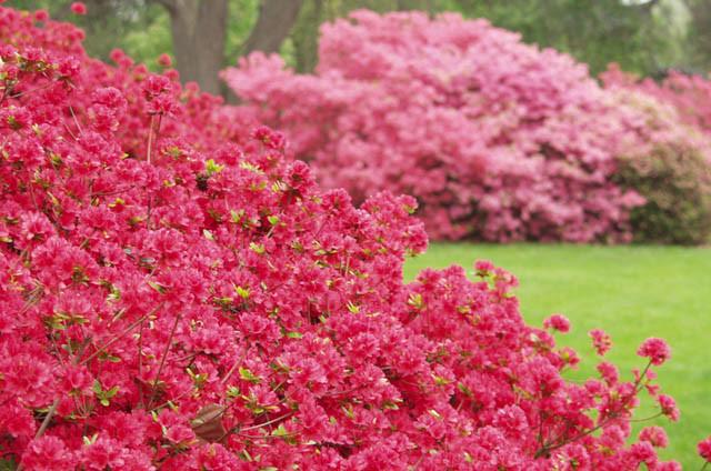 Giapponese AZALEA Hino Crimson 20-25cm Rhododendron obtusum-Nano Alpi Rose