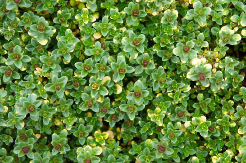 Thymus citriodorus 'Doone Valley' (Lemon Thyme)