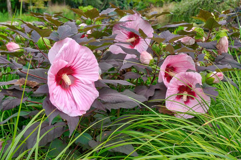 Hibiscus 'Kopper King' (Rose Mallow) Hibiscus 'Kopper King' (Rose Mallow)