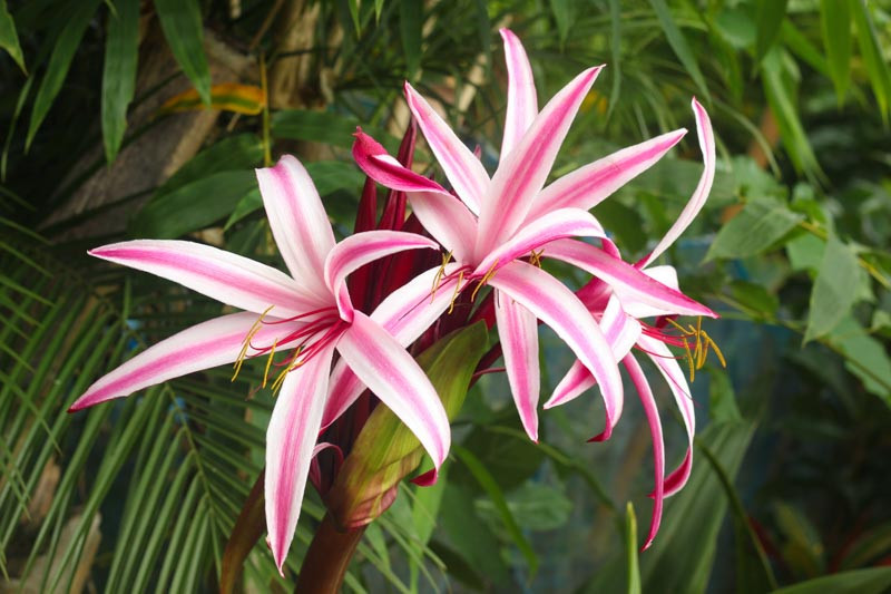Crinum procerum var. splendens (Queen Emma Lily)