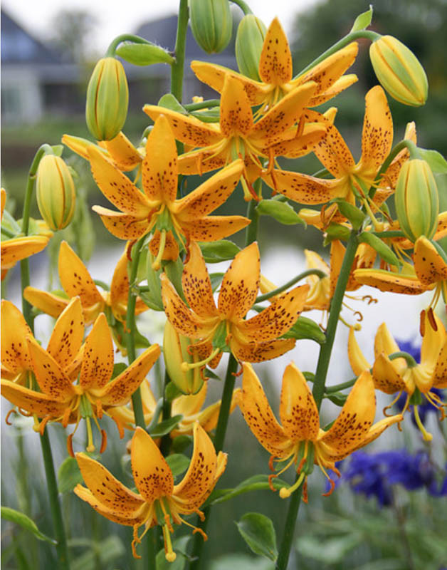 Lilium hansonii (Japanese Turk's Cap Lily)