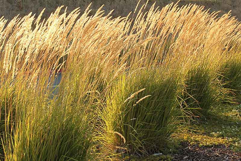 Calamagrostis x acutiflora 'Karl Foerster' (Feather Reed Grass)