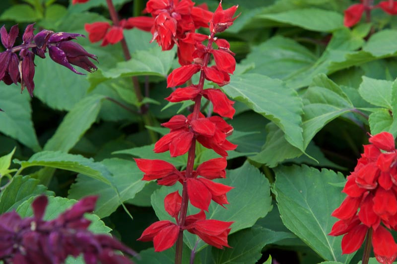 Salvia splendens ‘Saucy Red’ (Scarlet Sage)