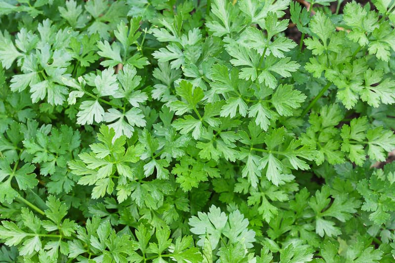 Petroselinum crispum (Parsley)