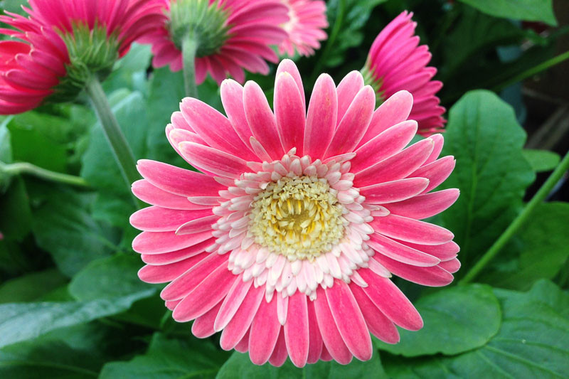 Gerbera Garvinea Sweet Memories (Gerbera Daisy)