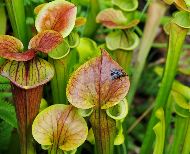 Sarracenia flava var. cuprea (Copper Top Pitcher Plant)