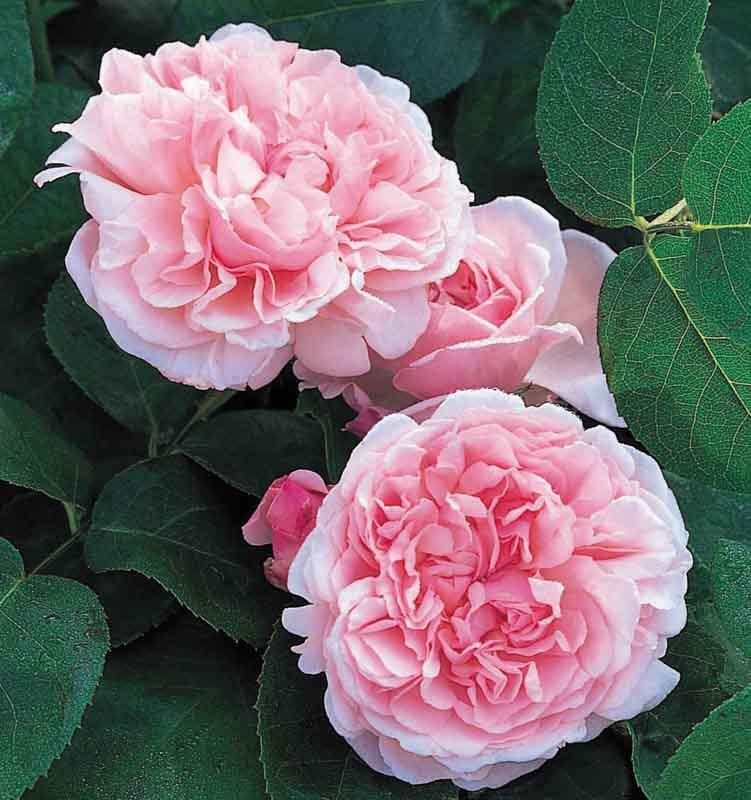 Rosa St Swithun Climbing Rose