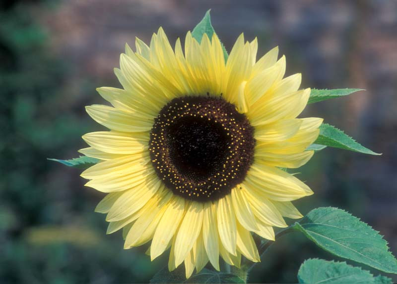 Helianthus annuus 'Valentine' Sunflower)