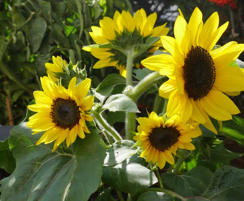 Helianthus annuus 'Suntastic Yellow with Black Center' Sunflower)