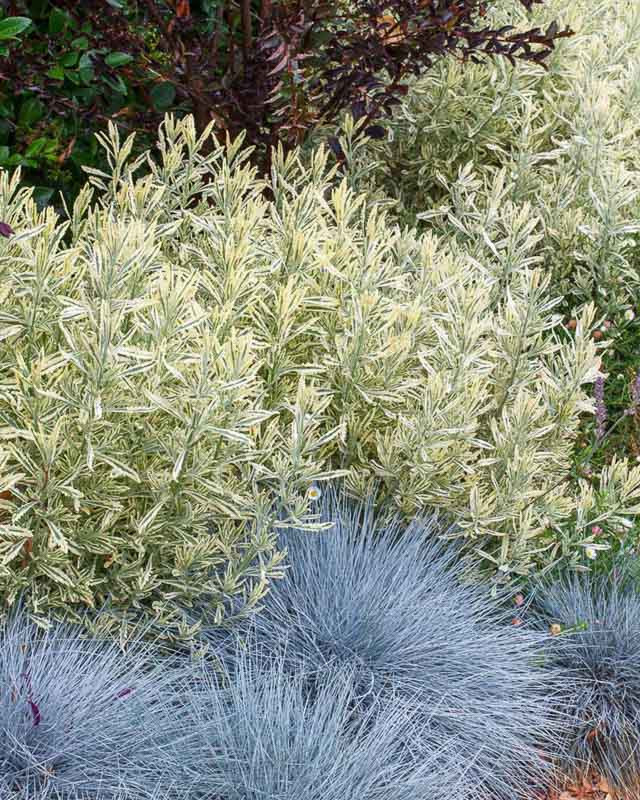 Lavandula x allardii 'Meerlo' (Lavender)