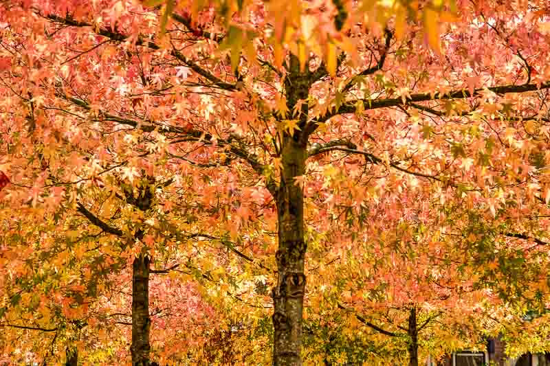Liquidambar styraciflua (Sweet Gum) Liquidambar styraciflua (Sweet Gum)