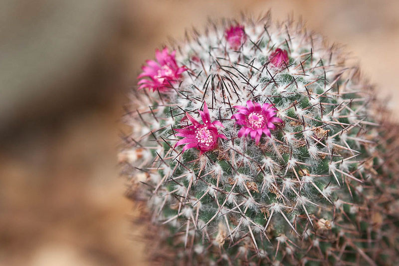 Mammillaria rhodantha (Rainbow Pincushion)