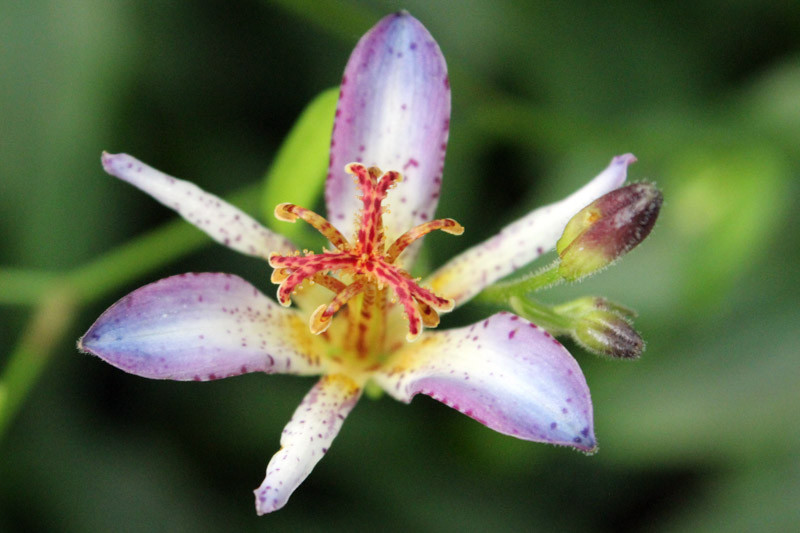 Tricyrtis 'Taipei Silk' (Toad Lily)
