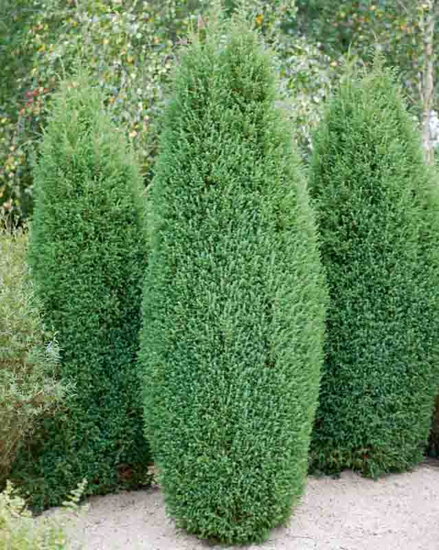 chamaecyparis-lawsoniana-ellwoodii-lawson-cypress