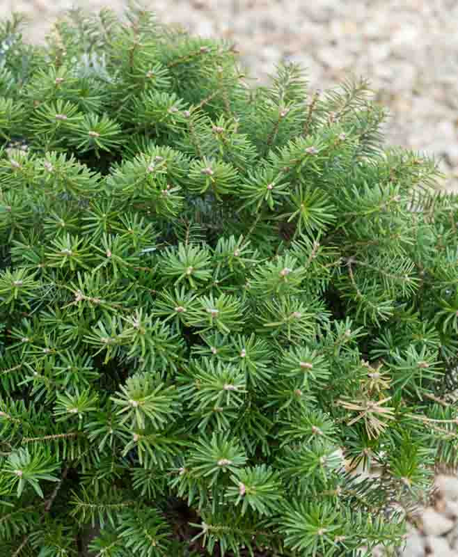 Abies koreana 'Green Carpet' (Korean Fir)