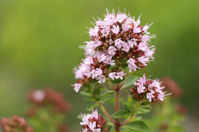 Origanum majorana (Sweet Marjoram)
