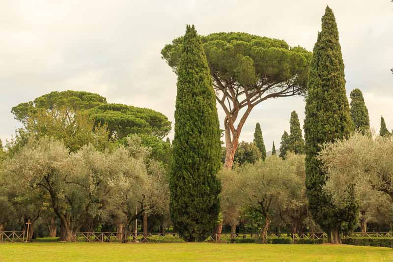 Cupressus sempervirens (Italian Cypress)