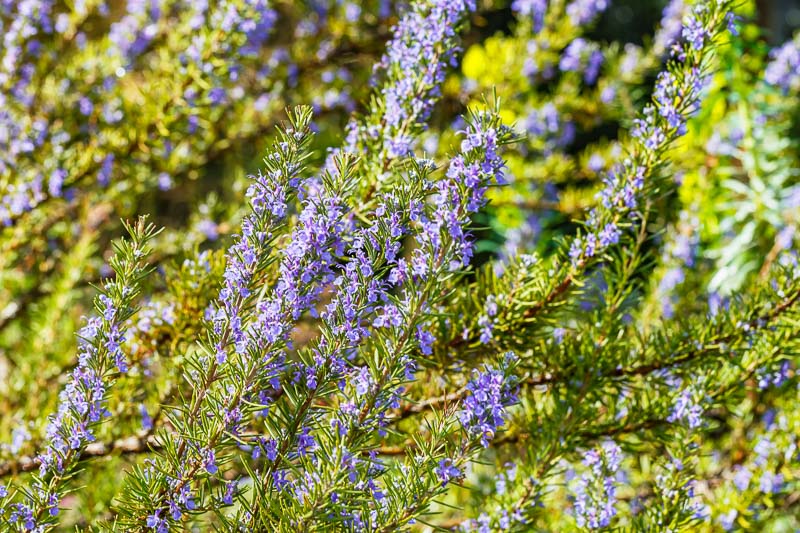 Rosmarinus officinalis 'Benenden Blue' (Rosemary)