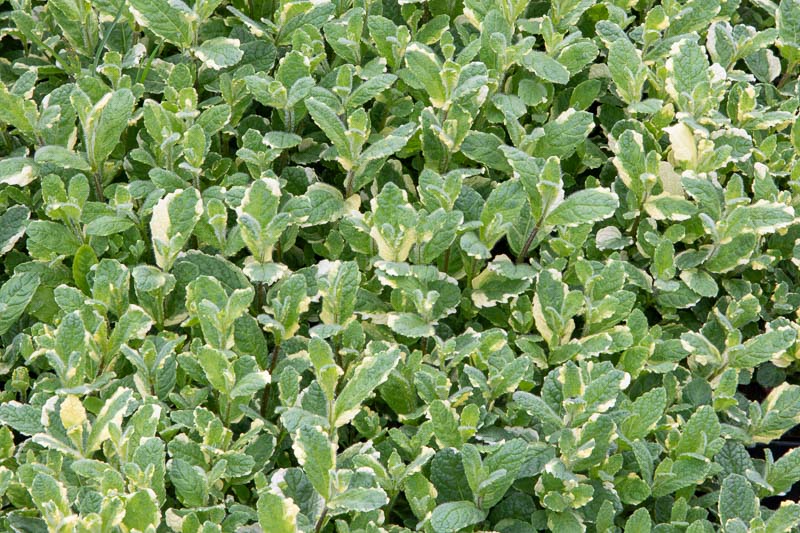 Pineapple Mint (Mentha suaveolens 'Variegata')