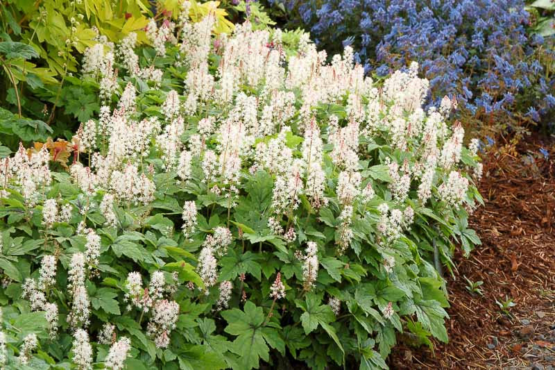 Tiarella 'Crow Feather' (Foam Flower)
