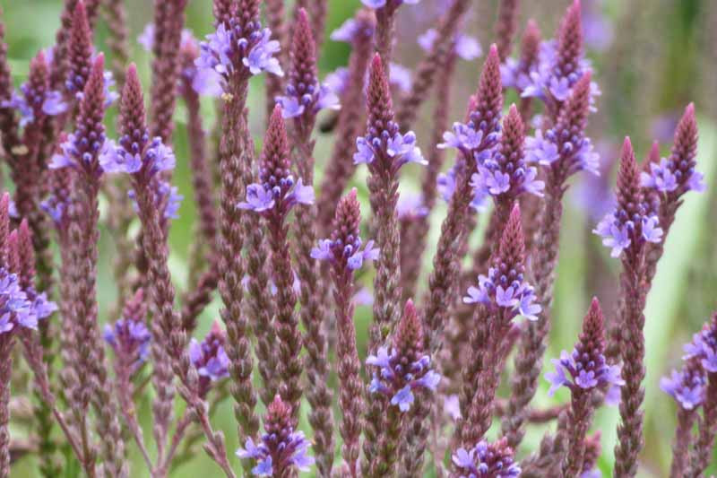 Verbena hastata (American Blue Vervain)