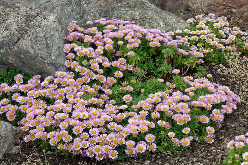 Erigeron glaucus (Seaside Daisy)
