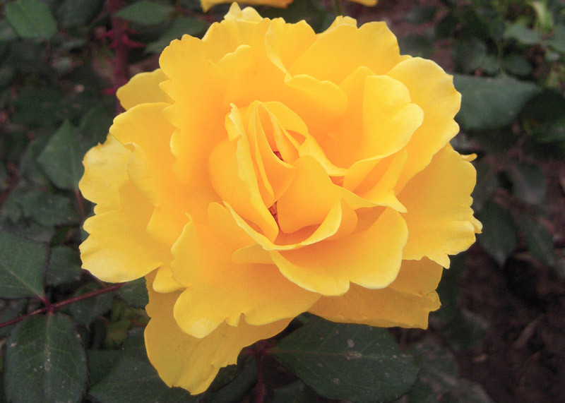 Aromatic / Fragrant Flower 1ft 'Henry Fonda' Hybrid Tea Rose Yellow Garden Plant Bush Shrub