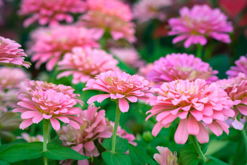 Zinnia 'Illumination'