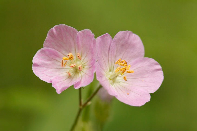 Geranium maculatum (Spotted Cranesbill)