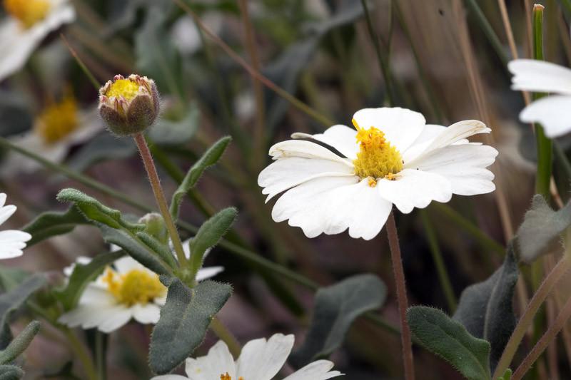 Melampodium leucanthum (Blackfoot Daisy)
