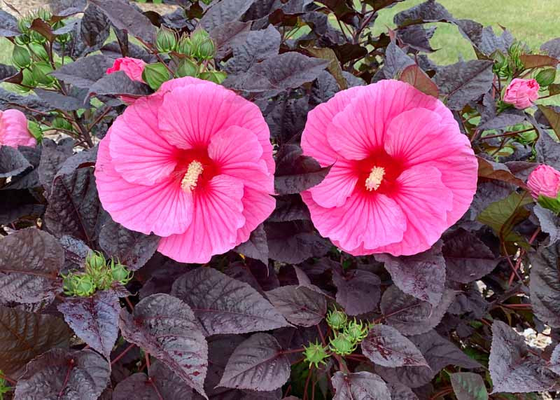 Hibiscus 'Edge of Night' (Rose Mallow)