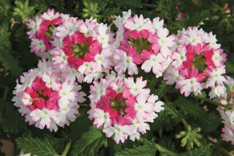Verbena 'Lanai Twister Pink'