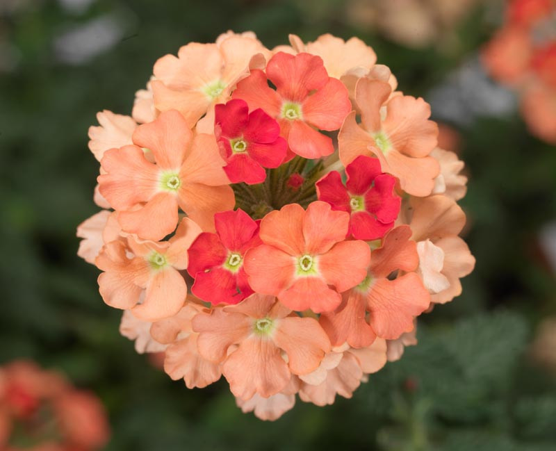 Verbena 'Lanai Peach'
