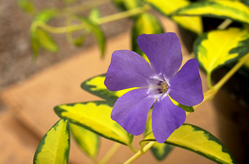 Vinca minor 'Illumination' (Lesser Periwinkle)