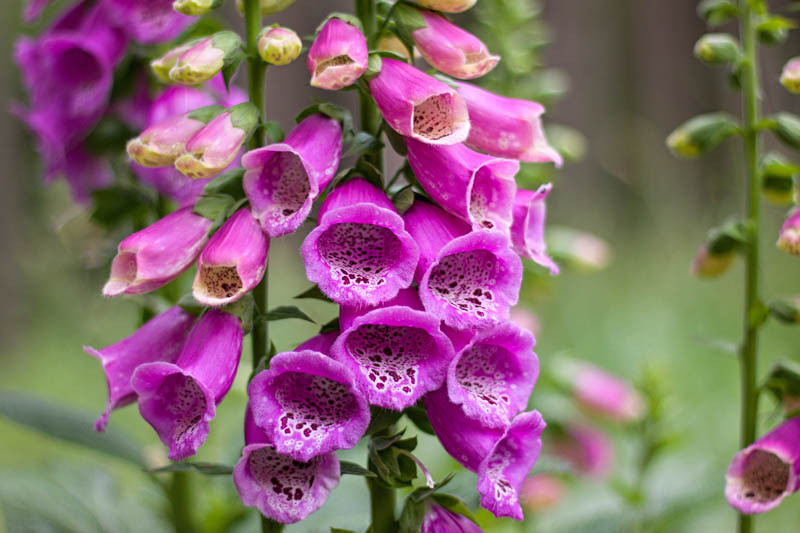 Digitalis purpurea Foxglove)