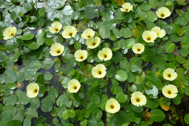 Hydrocleys nymphoides (Water Poppy)