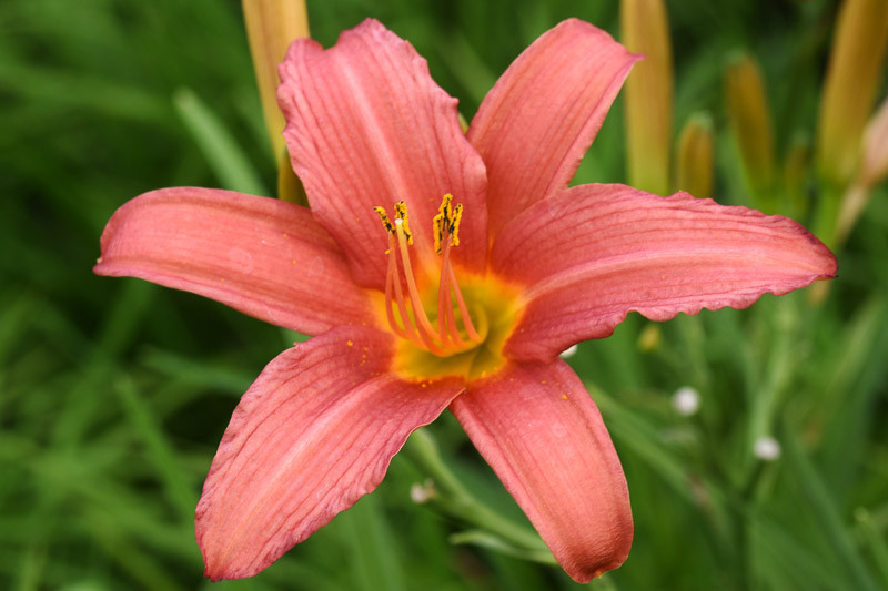 Hemerocallis ‘Pink Damask’ (Reblooming Daylily)