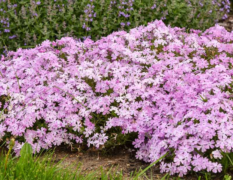 Phlox Subulata Pink Sparkles Creeping Phlox Phlox Subulata Pink Sparkles Creeping Phlox
