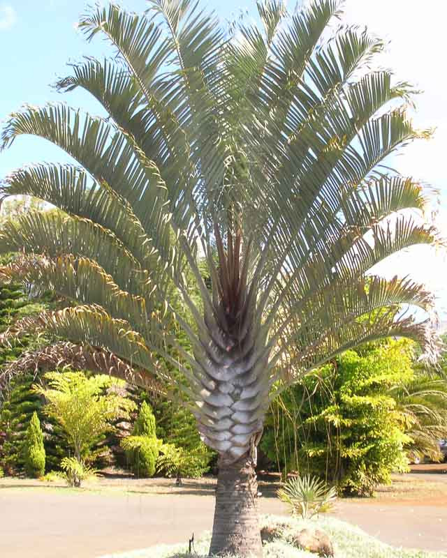 Dypsis decaryi (Triangle Palm)