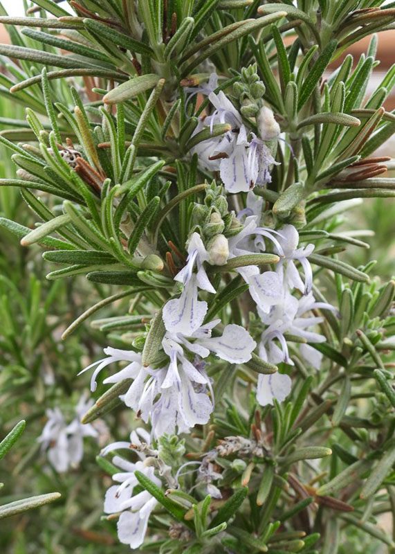 Rosmarinus officinalis 'Madeline Hill' (Rosemary)